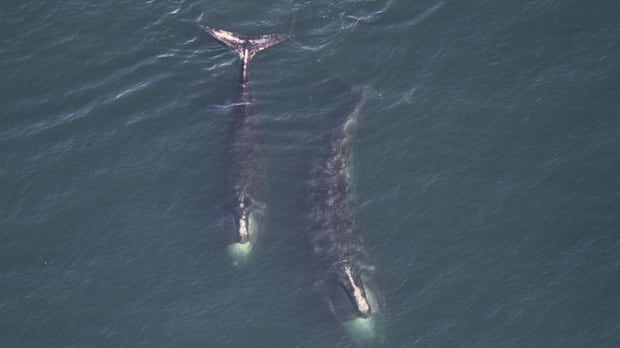 north-atlantic-right-whale-population-appears-to-be-stabilizing-after-years-of-decline:-dfo-|-cbc-news