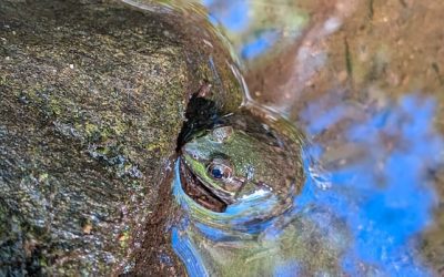 Leaping into September: Enjoy these photos from around New Brunswick | CBC News