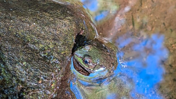 leaping-into-september:-enjoy-these-photos-from-around-new-brunswick-|-cbc-news
