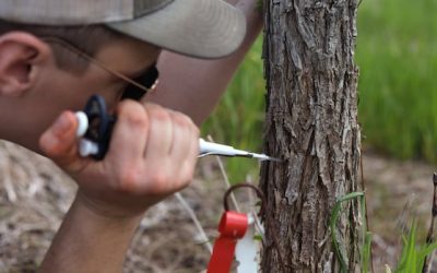 Scientists are injecting trees with Dutch elm disease — on purpose | CBC News