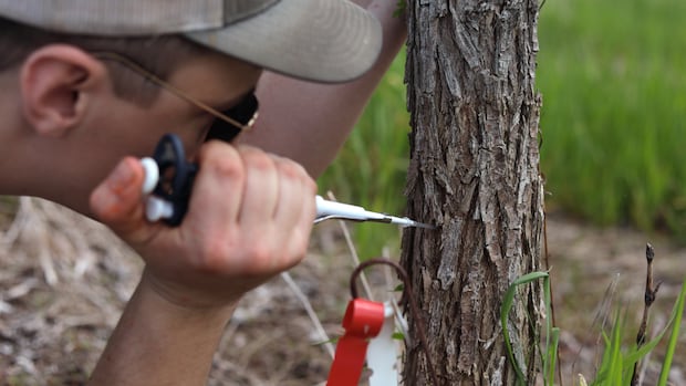 scientists-are-injecting-trees-with-dutch-elm-disease-—-on-purpose-|-cbc-news