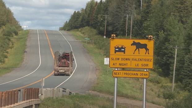 nb.-continues-to-install-wildlife-crossings-in-attempt-to-reduce-vehicle-collisions-|-cbc-news