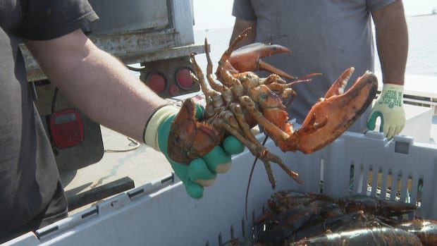 soaring-licence-costs-drive-fishermen-into-questionable-financing-deals-|-cbc-news
