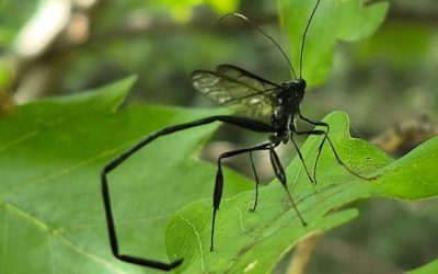 Interesting insects: Enjoy these photos from around New Brunswick | CBC News