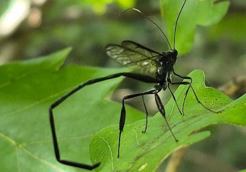 interesting-insects:-enjoy-these-photos-from-around-new-brunswick-|-cbc-news