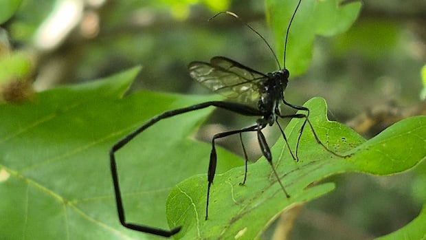 interesting-insects:-enjoy-these-photos-from-around-new-brunswick-|-cbc-news