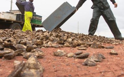 With millions of dead oysters and mounting debts, P.E.I. farmers worry they’ll lose everything | CBC Radio