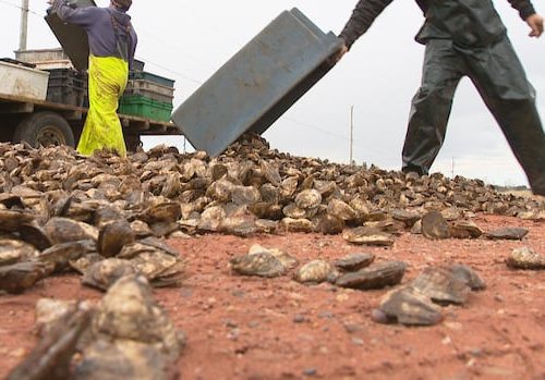 with-millions-of-dead-oysters-and-mounting-debts,-pei.-farmers-worry-they'll-lose-everything-|-cbc-radio