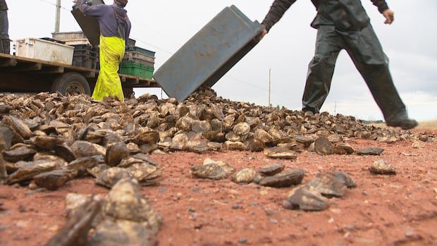 with-millions-of-dead-oysters-and-mounting-debts,-pei.-farmers-worry-they'll-lose-everything-|-cbc-radio