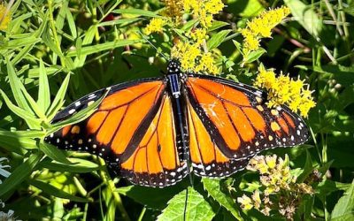 New Bluetooth tags let anyone track monarch butterfly migration in real time | CBC News