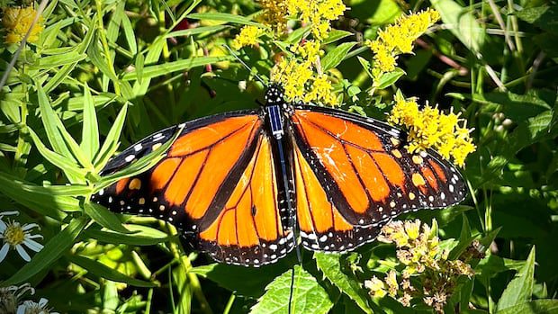 new-bluetooth-tags-let-anyone-track-monarch-butterfly-migration-in-real-time-|-cbc-news