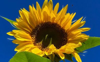Fall flowers: Enjoy these photos from around New Brunswick | CBC News