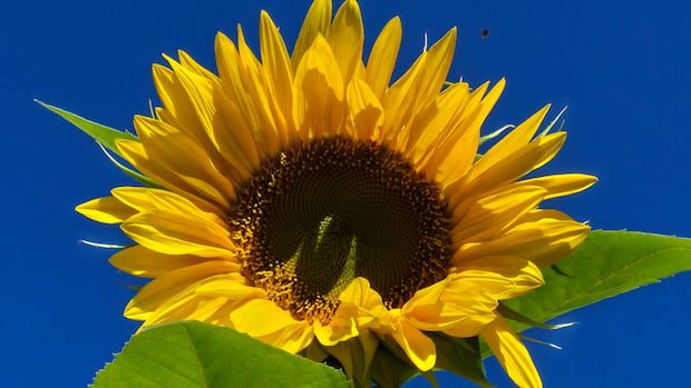 fall-flowers:-enjoy-these-photos-from-around-new-brunswick-|-cbc-news