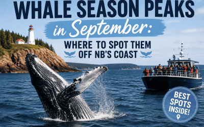 Whale Season Peaks in September: Where to Spot Them Off NB’s Coast