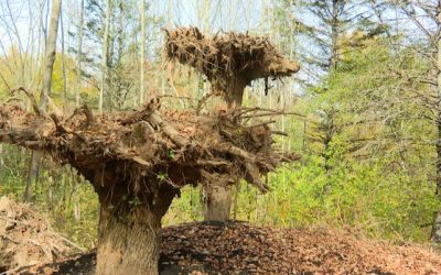 Why are 3 trees planted upside down at Fredericton Botanic Garden? | CBC News
