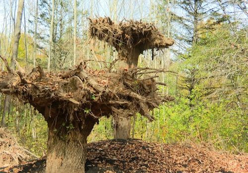 why-are-3-trees-planted-upside-down-at-fredericton-botanic-garden?-|-cbc-news