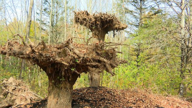 why-are-3-trees-planted-upside-down-at-fredericton-botanic-garden?-|-cbc-news