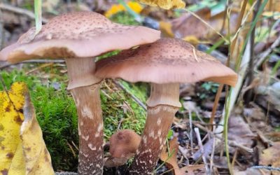 Fall fungi: Enjoy these photos from around New Brunswick | CBC News