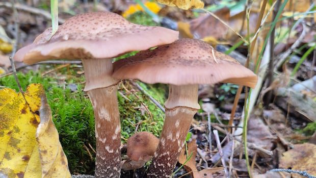 fall-fungi:-enjoy-these-photos-from-around-new-brunswick-|-cbc-news