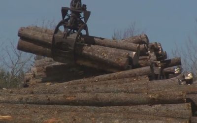 Ottawa announces N.B. digital forestry centre to transform industry | CBC News