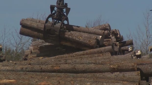 ottawa-announces-nb.-digital-forestry-centre-to-transform-industry-|-cbc-news