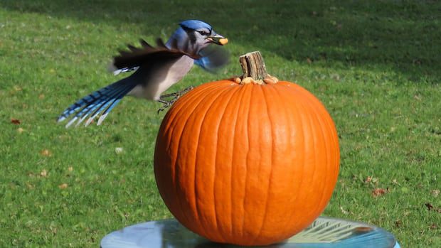 your-lens:-enjoy-these-photos-from-around-new-brunswick-|-cbc-news