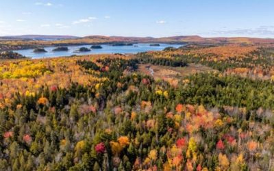 AV Group is selling timberland attached to Nackawic mill, N.B. is among the bidders | CBC News