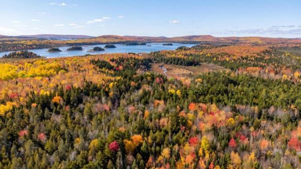 av-group-is-selling-timberland-attached-to-nackawic-mill,-nb.-is-among-the-bidders-|-cbc-news