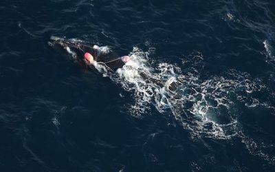 Entangled right whale spotted in Gulf of St. Lawrence | CBC News